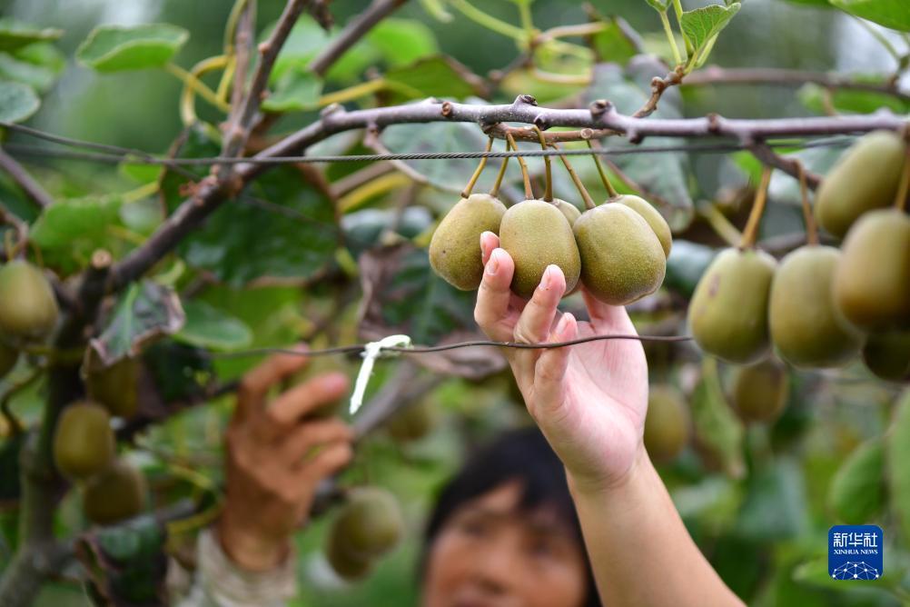 开户免费送白菜平台汽车座垫